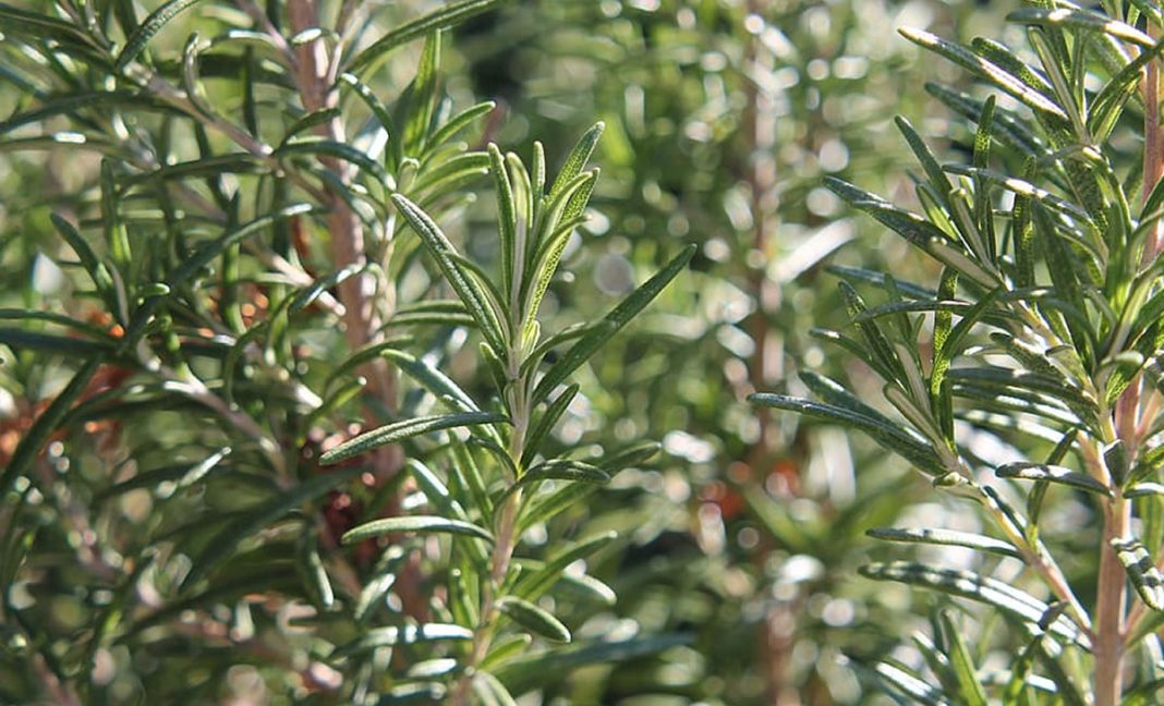 Few of those know how to make rosemary that dries up again in a few simple steps

