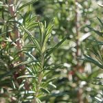 Few of those know how to make rosemary that dries up again in a few simple steps

