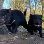 Tasmanian Devil, more than 3 thousand years later 7 dogs were born in Australia - Corriere.it

