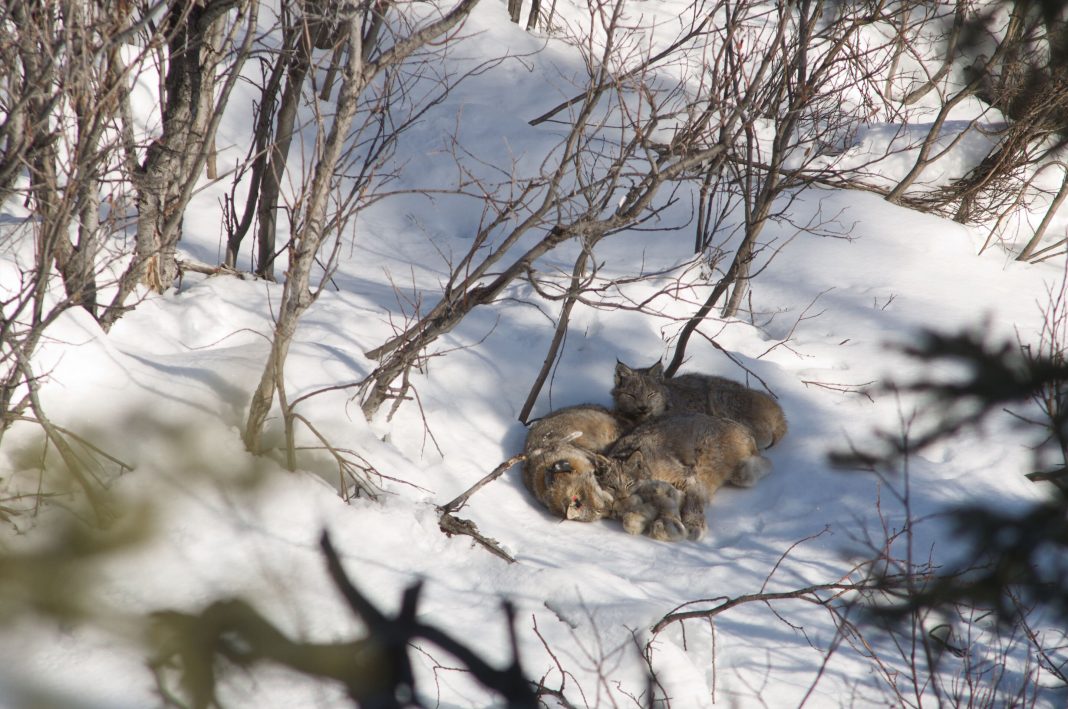 The secret life of Canada's Lynx

