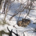 The secret life of Canada's Lynx


