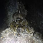 Australia catches on with mouse invasion

