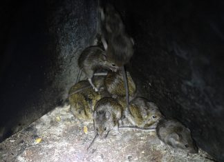 Australia catches on with mouse invasion

