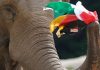 EM - Germany vs. Hungary: Elephant Oracle Predicts a Balance

