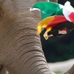 EM - Germany vs. Hungary: Elephant Oracle Predicts a Balance

