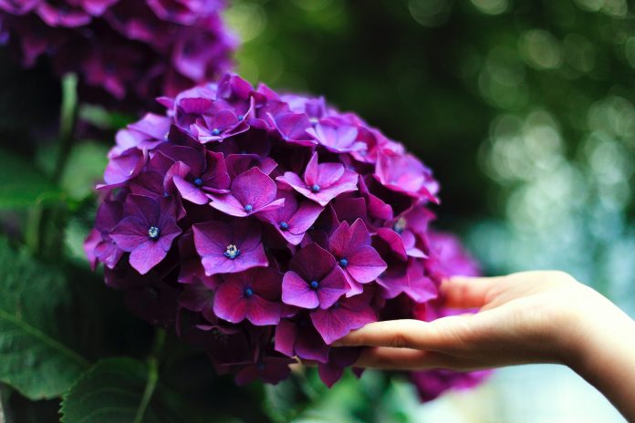Florist's trick to make the wilted hydrangea beautiful and luxurious

