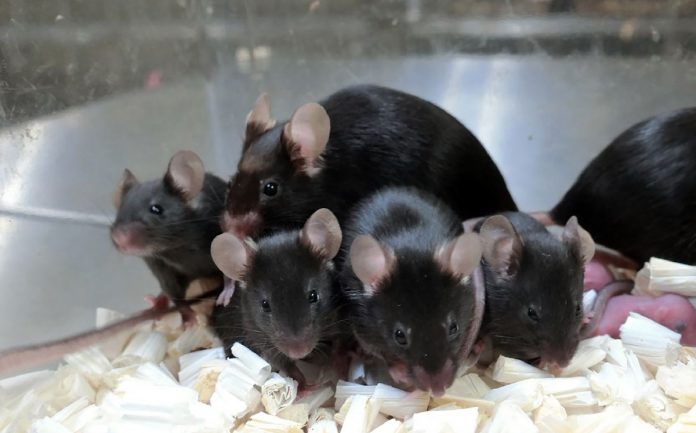 Mice that spent years in space were born mice

