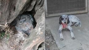 Sardinia fires: 30 dogs rescued in Cabras, two of whom survived hiding in a tree.  28 cats died in a private shelter