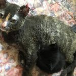 The story of Minka, the cat mother who jumped into the flames of fire to save her kittens

