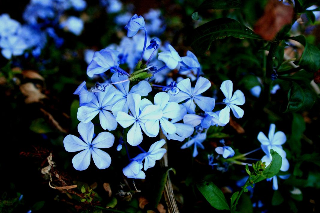 Here are the plants that grow in our garden always in the sun

