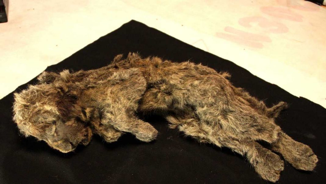 A perfectly preserved ancient lion cub was found complete with mustaches and fur

