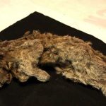 A perfectly preserved ancient lion cub was found complete with mustaches and fur

