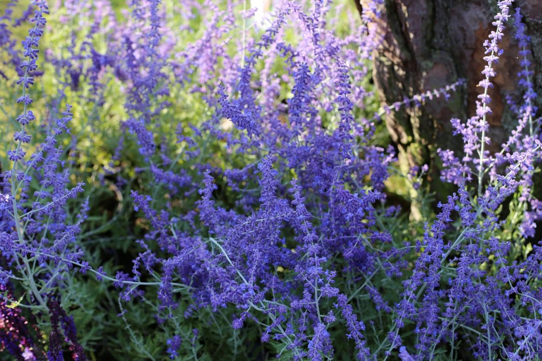 Here is an ornamental plant that looks like lavender, but smells like sage

