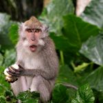 World's first 3D image of monkey brain developed