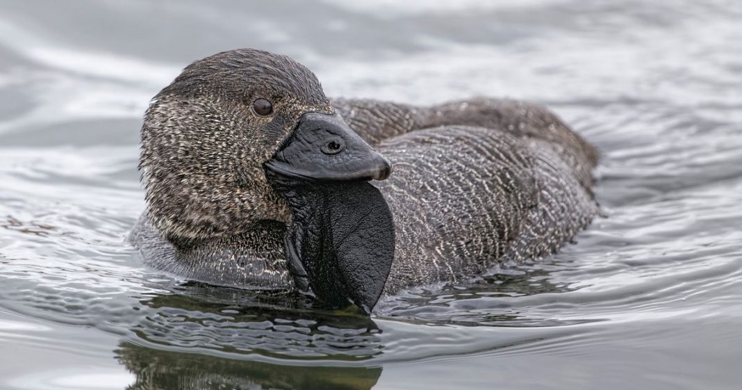 Australian ducks can learn to swear and may call you a 'bloody asshole'

