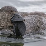 Australian ducks can learn to swear and may call you a 'bloody asshole'

