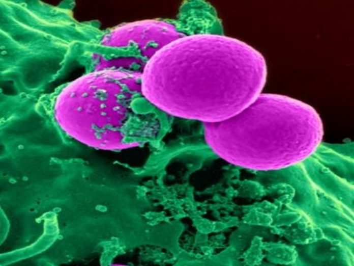 Study says bacteria can learn to predict the future

