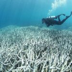 14% of the world's coral reefs disappeared between 2009 and 2018

