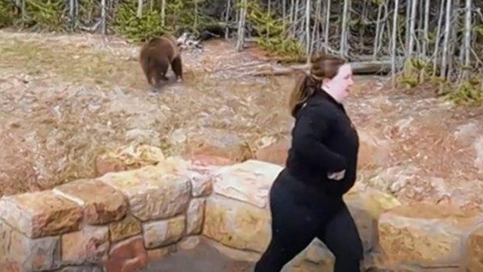 Woman jailed for close encounter with grizzly bear in Yellowstone Park

