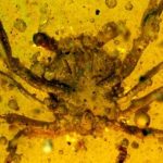 Researchers find a 100 million-year-old crab trapped in amber


