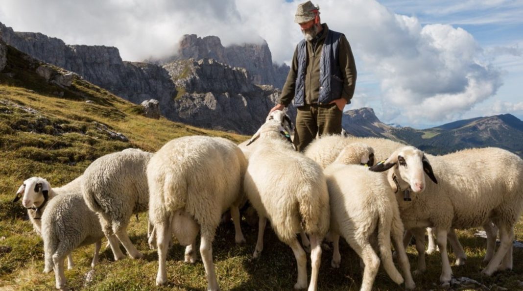 France, a drone kills sheep and the shepherd destroys them: on trial

