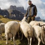 France, a drone kills sheep and the shepherd destroys them: on trial

