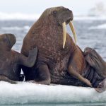 Help is needed to count walruses from above

