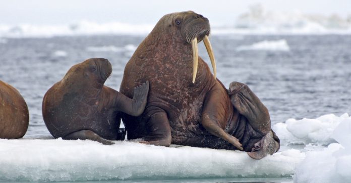 Help is needed to count walruses from above

