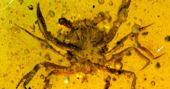 Amber crab fossil
