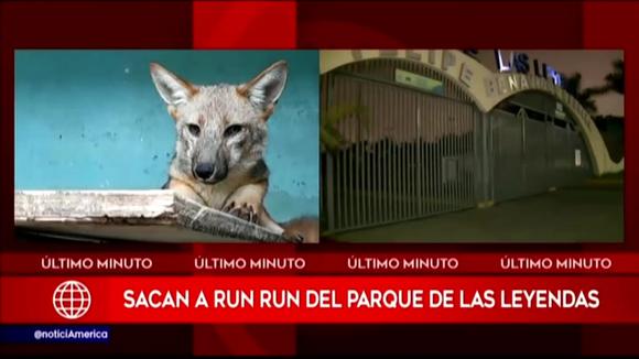 Zorro 'Run Run' has left Parque de Las Leyendas and will continue to quarantine elsewhere
