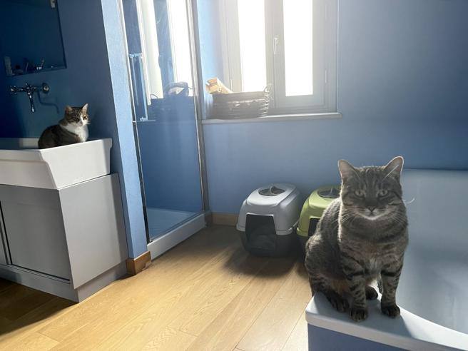   Why do cats accompany us to the bathroom?  Even so they show us their affection - Corriere.it

