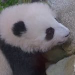 In Beauval Zoo, the diplomatic panda takes over

