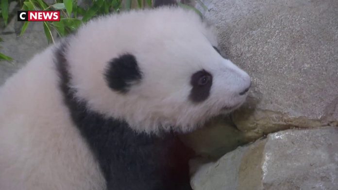 In Beauval Zoo, the diplomatic panda takes over

