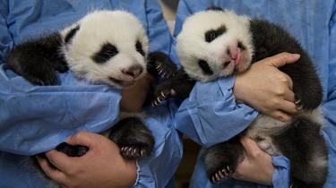 Twin pandas enter the panda fair this Saturday. 