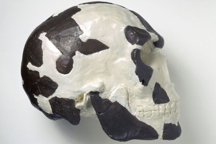 One of the oldest Homo sapiens fossils is actually 230,000 years old

