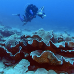 Exceptional coral reefs discovered (video)

