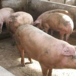   Pigs and wild boars are in danger.  Coldiretti Alarm

