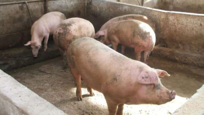   Pigs and wild boars are in danger.  Coldiretti Alarm

