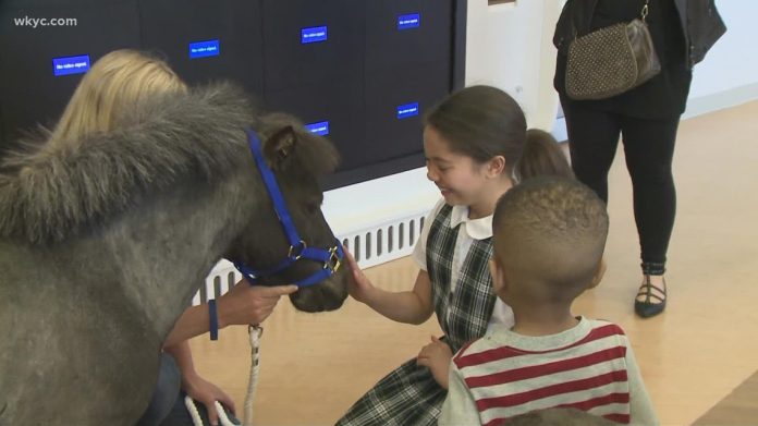 Therapy horse Willie Nelson appeared on The Kelly Clarkson Show

