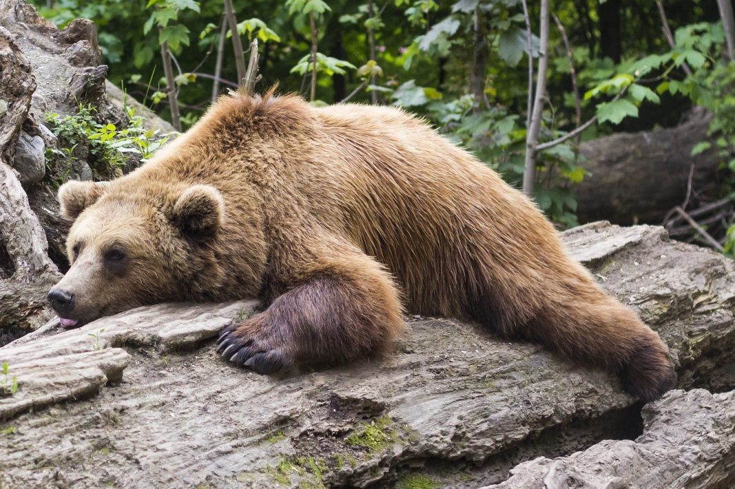 L'hibernation de l'ours, un modèle pour les astronautes vers Mars
