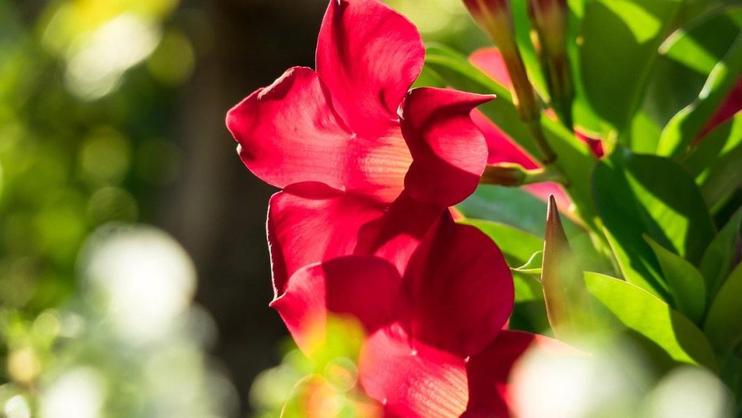 Not only bougainvillea, the perfect climbing plant is something else

