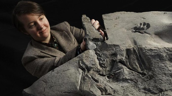 'Excellently preserved' pterosaur fossil discovered in Scotland

