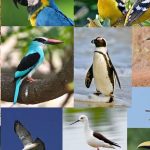 the sciences.  Body measurements of 11,000 species of birds were collected - Publimetro México

