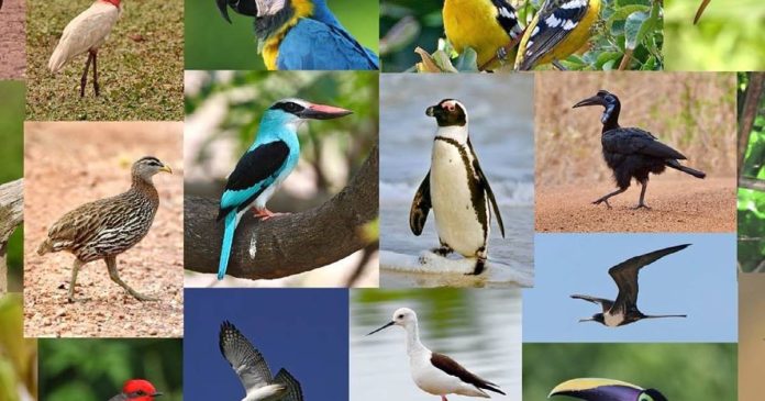 the sciences.  Body measurements of 11,000 species of birds were collected - Publimetro México

