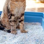 How often should you change your cat's litter?

