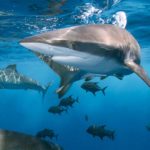  Scientists confirm that sharks sleep and do this to conserve their energy |  Michael Kelly |  University of Western Australia |  USA |  MX |  directions |  viral |  nnda nnrt |  social media

