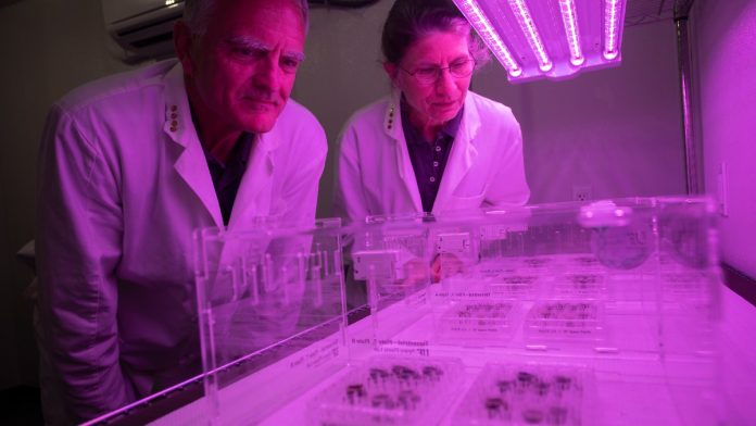 Cultivation in space: plants grow for the first time in 'Munderde'

