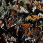 Monarch butterflies return to Mexico


