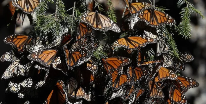Monarch butterflies return to Mexico

