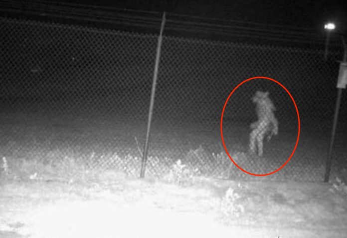 A mysterious animal was spotted in the Amarillo Zoo: we don't know what it is

